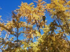 -三里屯东五街银杏大道