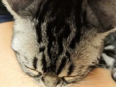 -猫大福·Fortune Cat猫舍(百子湾店)