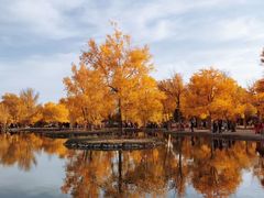 -金塔沙漠胡杨林景区