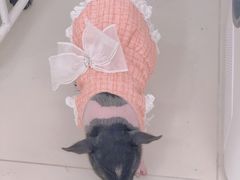 -怪兽屋·羊驼·猫咖·狗咖(俊华广场店)