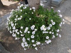 -马纳罗拉