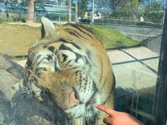-西霞口神雕山野生动物世界