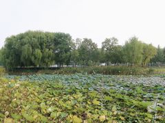 -北龙湖湿地公园