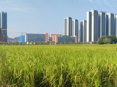 -光明小镇欢乐田园