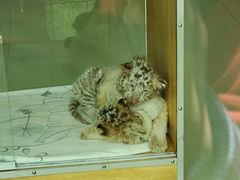 -大连森林动物园