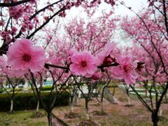 -白塘生态植物园