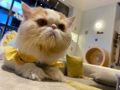 -啵啵喵·猫咖(攀华国际店)