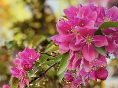 -海棠花溪(元大都城垣遗址公园)