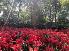 -无锡梅园公园