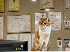 -爱侣·安琦尔宠物医院·中兽医针灸·心内科·狂犬免疫点(宝山区院)