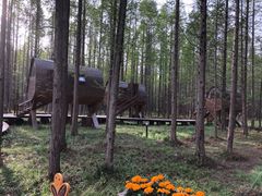 -黄海国家森林公园