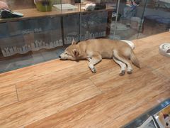-狗道宠物(常熟印象城店)