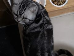 -猫大福·Fortune Cat猫舍(百子湾店)