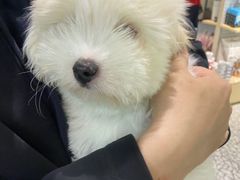 -momokira米努特·德文卷毛猫·棉花面纱犬