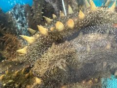 -龙香居海鲜浑锅家常菜·特色驴肉