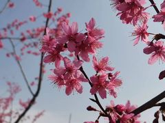 -顾村公园