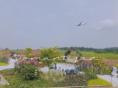 -空港花田景区