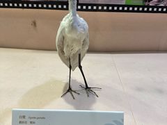 -宁波杭州湾国家湿地公园