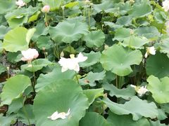 -荷塘月色湿地公园·向阳花洲