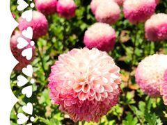 -上海鲜花港