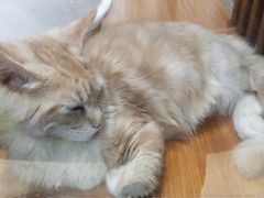 -龟与熊猫宠物公园(南坪店)