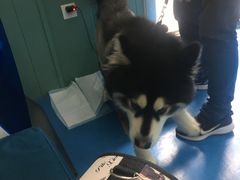 -佳怡动物医院·平价24小时·猫专科骨外科