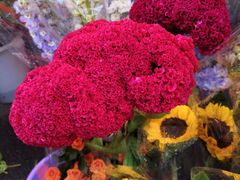 -越秀西湖花市(广州城市广场花卉店)