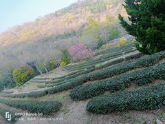 -石老人观光园