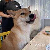 中山首家独栋宠物俱乐部来啦[加油]
