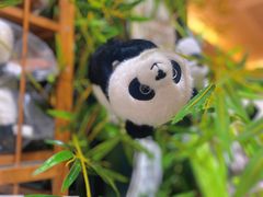 -轩客会(熊猫书店)