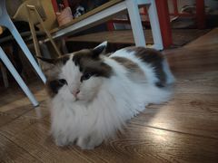 -白兔子密室(长寿路店)