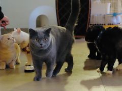 -猫咖时代(中山亭店)