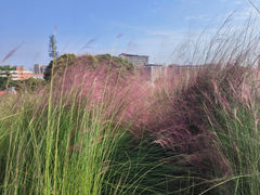 -红花山公园