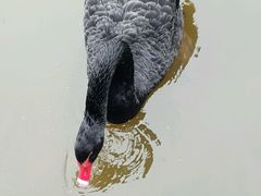 -成都大熊猫繁育研究基地