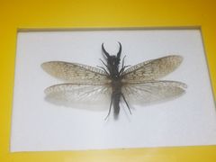 -上海昆虫博物馆