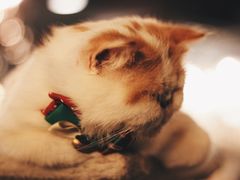 -共舞时光猫咖·狗咖(新街口店)