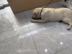 -瑞鹏宠物医院·超声·骨科·奇麟分院(蜀都万达店)