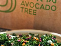 -油梨树AVOCADO TREE(嘉里中心店)