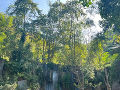 -西双版纳原始森林公园