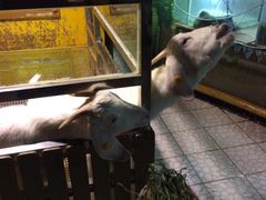 -上海大自然野生昆虫馆