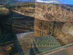 -胖子鱼·天水麻辣鱼火锅(秦州407店)