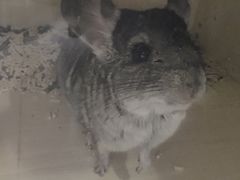 -彩虹桥宠物火化殡葬善终服务(金乐大厦店)