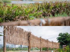 -华侨城湿地公园