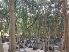 -宝安西湾红树林湿地公园