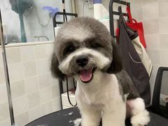 -芭比堂动物医院·犬猫全科·异宠专科(雁塔分院)