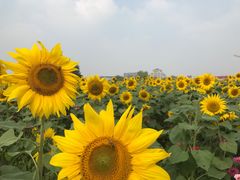 -映月湖中央公园