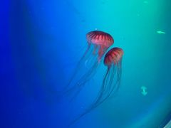 -芜湖新华联大白鲸海洋公园