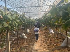 -马陆小张葡萄园农家乐