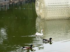 -莲湖公园