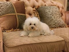 -爱派特动物医院·全科诊疗中心